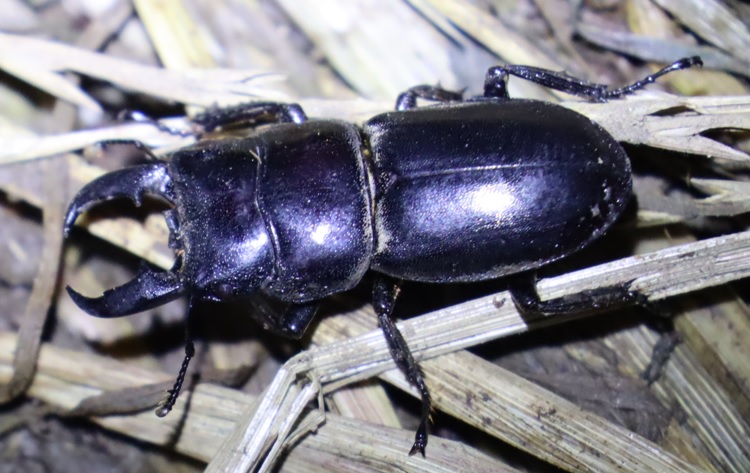 洞から出したヒラタクワガタ♂_洞があるその他のヤナギの洞-ヤナギ林_2023年6月13日19時35分 気温22.3度